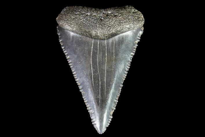 Serrated, Fossil Great White Shark Tooth #66736